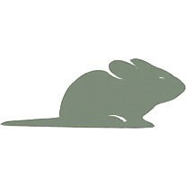 Knaagdier