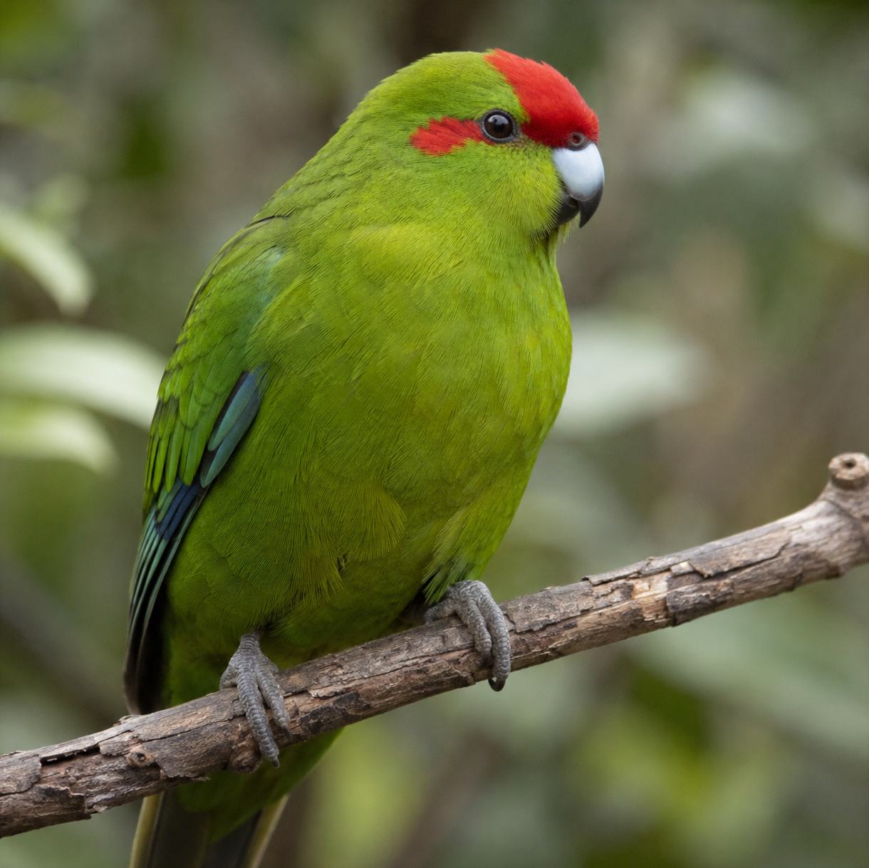 Kakariki